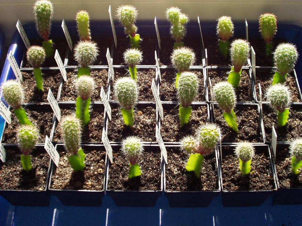Eigene Echinopsis/Foto 10.jpg